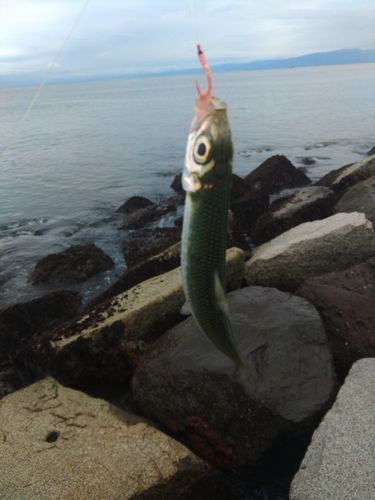 イワシの釣果