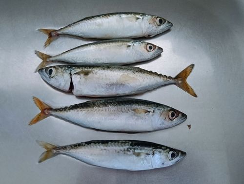サバの釣果