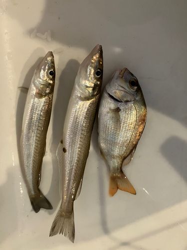 知多湾