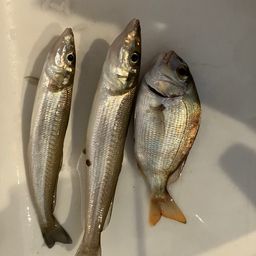 シロギス