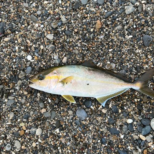 ショゴの釣果