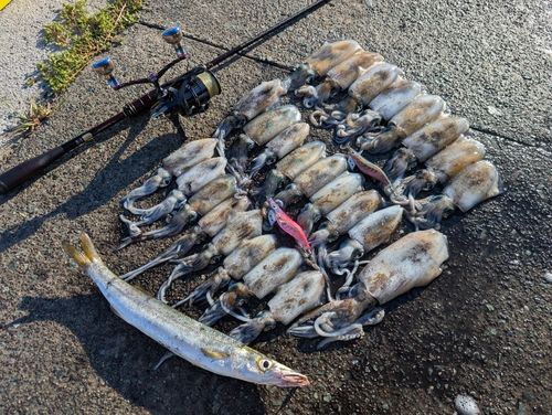 アオリイカの釣果