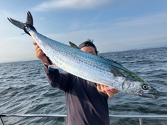 サワラの釣果