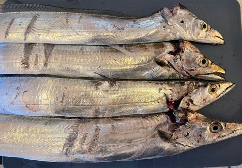 タチウオの釣果