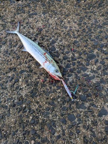 サゴシの釣果