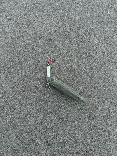 伊良湖サーフ