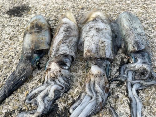 アオリイカの釣果