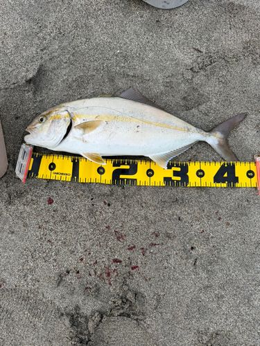 ショゴの釣果