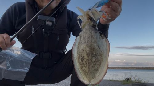 コウイカの釣果