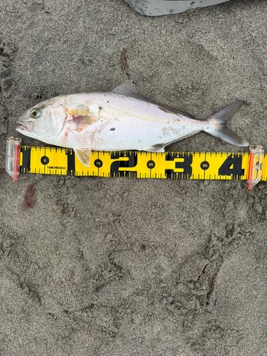 ショゴの釣果