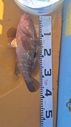 キジハタの釣果