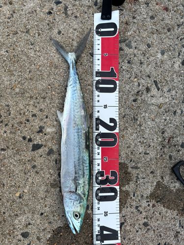 サゴシの釣果