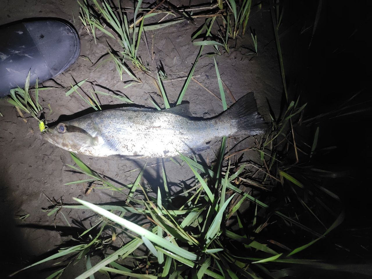 フッコ（マルスズキ）