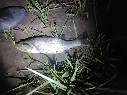 フッコ（マルスズキ）の釣果