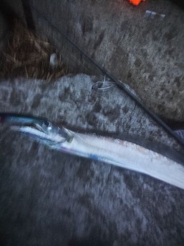 タチウオの釣果