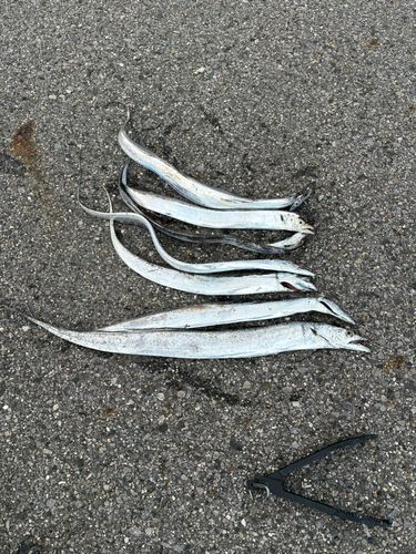 タチウオの釣果