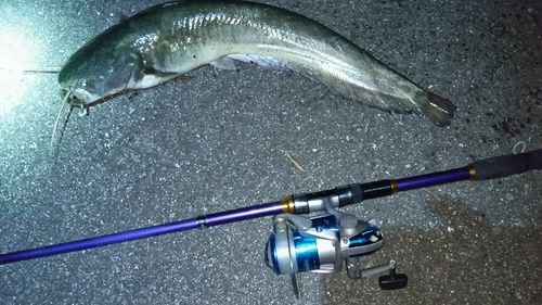 ニホンナマズの釣果