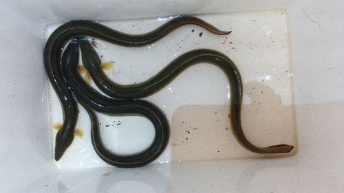 ウナギの釣果