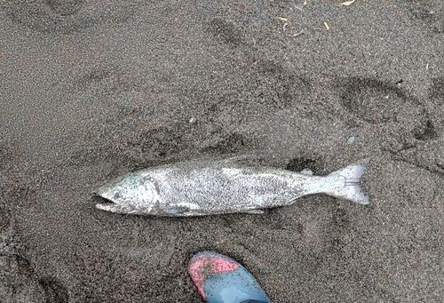アキアジの釣果