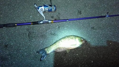 ヘラブナの釣果
