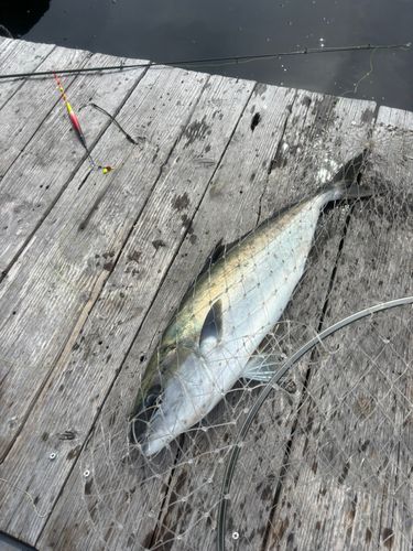 ヒラマサの釣果