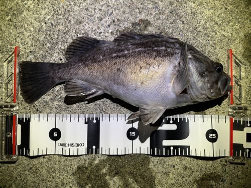 クロソイの釣果