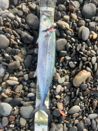 サゴシの釣果