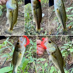 ラージマウスバス