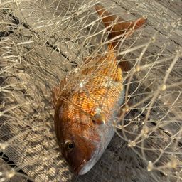 マダイ