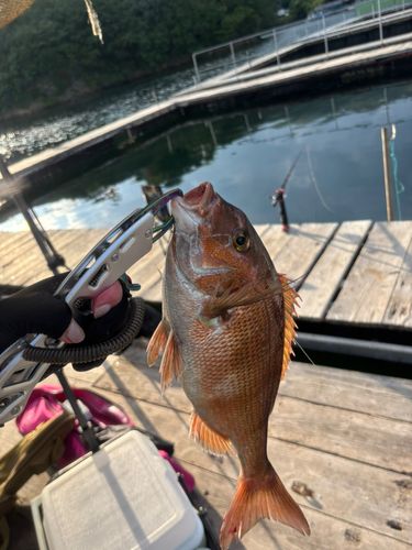 マダイの釣果