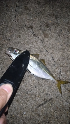 マアジの釣果