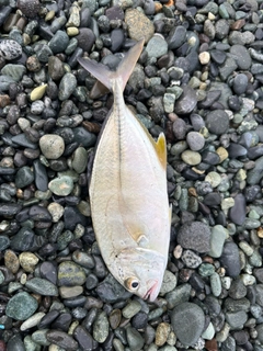メッキの釣果