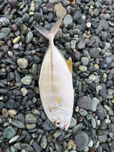 西湘サーフ