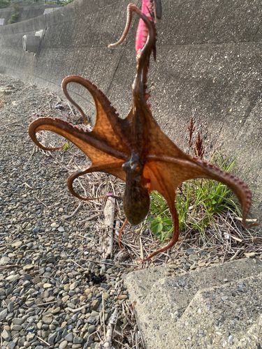 鶴見（大分）