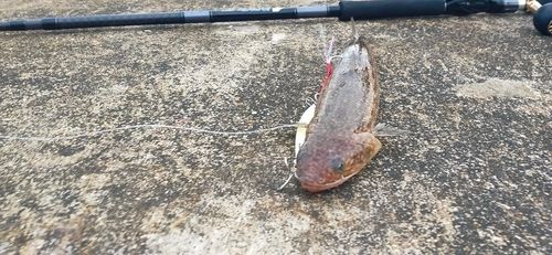 エソの釣果