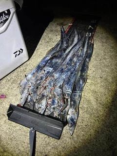 タチウオの釣果