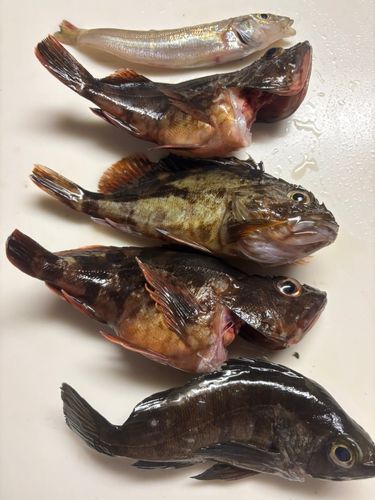 カサゴの釣果