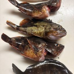 カサゴ