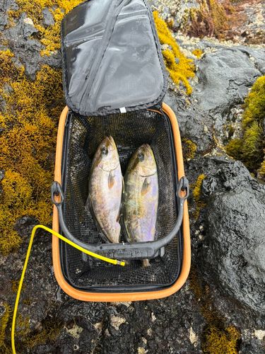 ショゴの釣果