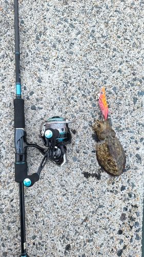 コウイカの釣果