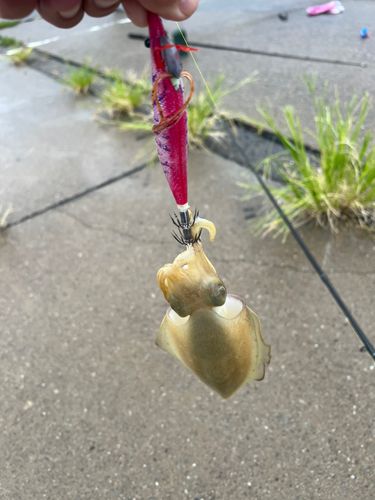 モンゴウイカの釣果