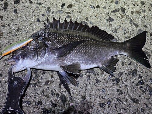 チヌの釣果