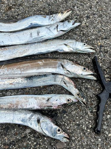 タチウオの釣果