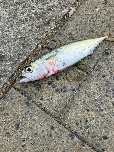 サバの釣果