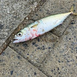 サバ