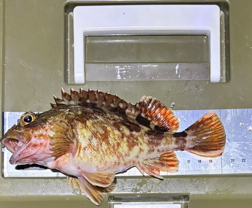 カサゴの釣果