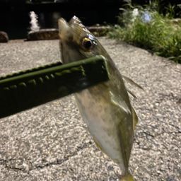 アジ