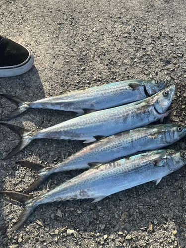 サゴシの釣果