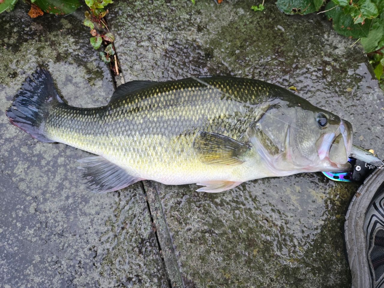 ラージマウスバス