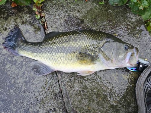 ラージマウスバスの釣果